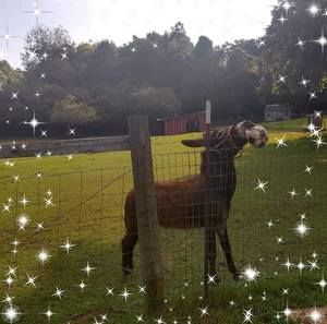 Meet your Posher, Ronnie